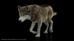 Wolf 3D Model Online | Buy Animal 3D Model Online