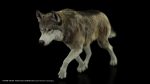 Wolf 3D Model Online | Buy Animal 3D Model Online
