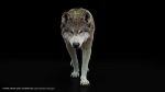 Wolf 3D Model Online | Buy Animal 3D Model Online