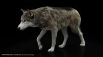 Wolf 3D Model Online | Buy Animal 3D Model Online