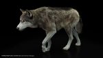 Wolf 3D Model Online | Buy Animal 3D Model Online
