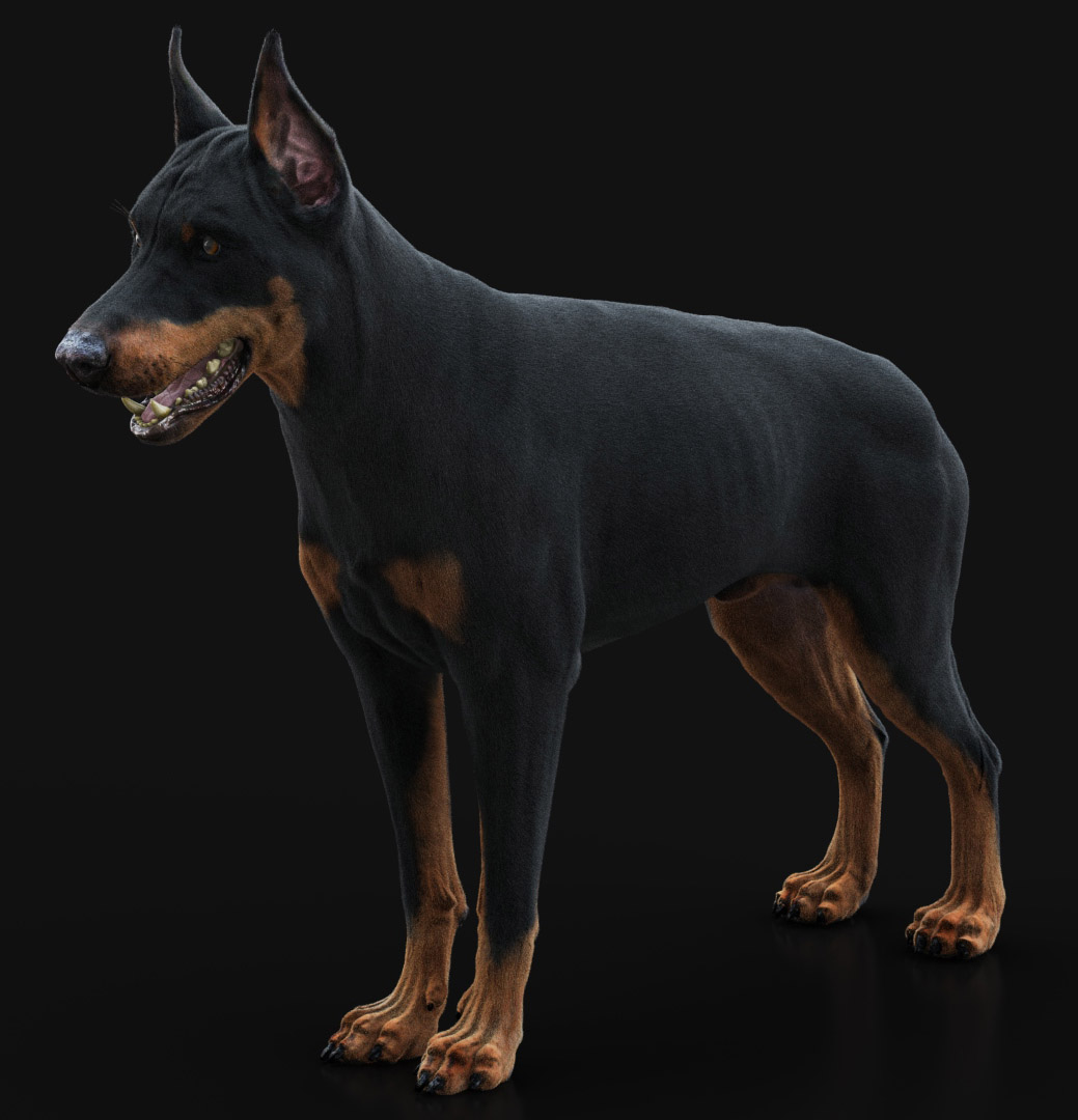 Buy Dobermann (Xgen) (RIGGED) 3D Models Online | Massimo Righi