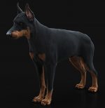 Dobermann 3D Model Online | Buy Animal 3D Model Online