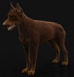 Dobermann 3D Model Online | Buy Animal 3D Model Online