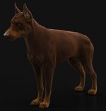 Dobermann 3D Model Online | Buy Animal 3D Model Online