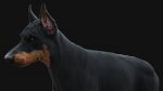 Dobermann 3D Model Online | Buy Animal 3D Model Online