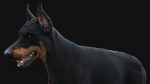 Dobermann 3D Model Online | Buy Animal 3D Model Online
