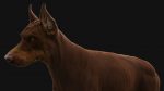 Dobermann 3D Model Online | Buy Animal 3D Model Online