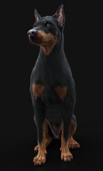 Dobermann 3D Model Online | Buy Animal 3D Model Online