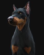 Dobermann 3D Model Online | Buy Animal 3D Model Online