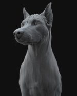 Dobermann 3D Model Online | Buy Animal 3D Model Online