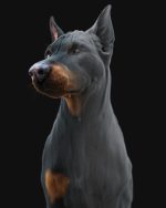 Dobermann 3D Model Online | Buy Animal 3D Model Online