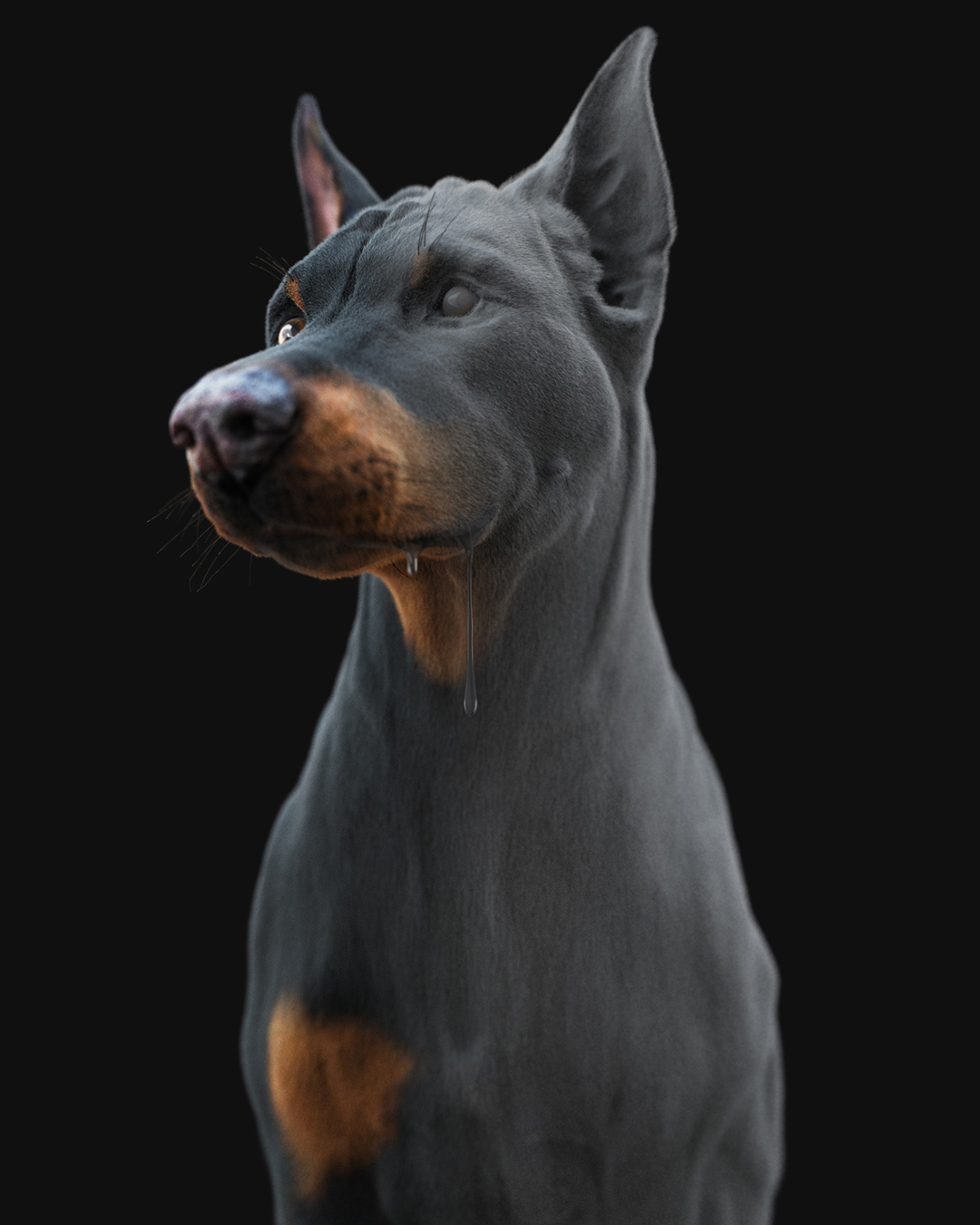Buy Dobermann (Xgen) (RIGGED) 3D Models Online | Massimo Righi