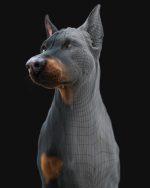 Dobermann 3D Model Online | Buy Animal 3D Model Online