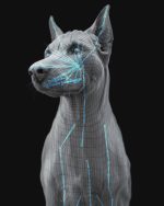 Dobermann 3D Model Online | Buy Animal 3D Model Online