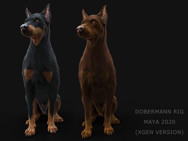 Buy Dobermann (Xgen) (RIGGED) 3D Models Online | Massimo Righi
