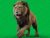 Lion 3D Model Online | Buy Animal 3D Model Online