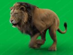 Lion 3D Model Online | Buy Animal 3D Model Online