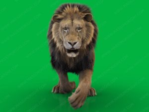 Lion 3D Model Online | Buy Animal 3D Model Online