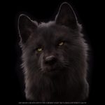 Black Wolf 3D Model Online | Buy Animal 3D Model Online