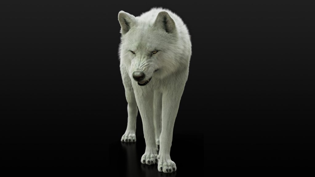 Arctic Wolf (RIGGED) (XGEN) 3D Models Online White wolf 3D models online