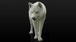 Arctic Wolf (RIGGED) (XGEN-igs) 3D Models Online | Massimo Righi