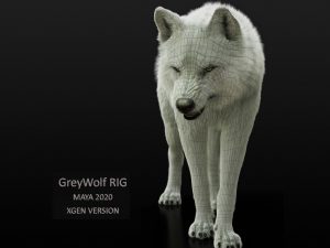 Arctic Wolf (RIGGED) (XGEN-igs) 3D Models Online | Massimo Righi