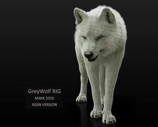 Arctic Wolf (RIGGED) (XGEN-igs) 3D Models Online | Massimo Righi