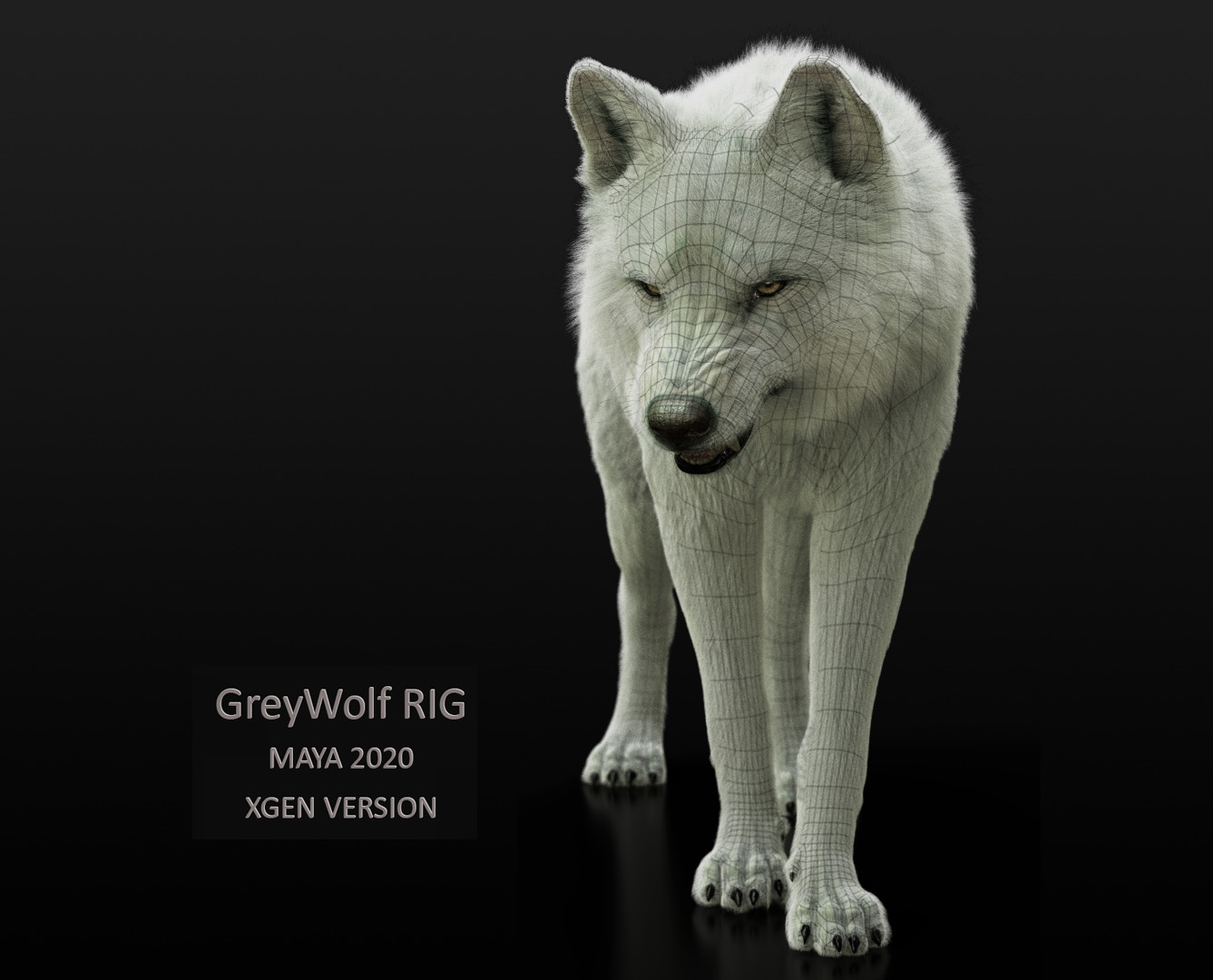 Buy Arctic Wolf (RIGGED) (XGEN) 3D Models Online Massimo Righi