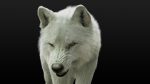 Arctic Wolf (RIGGED) (XGEN-igs) 3D Models Online | Massimo Righi