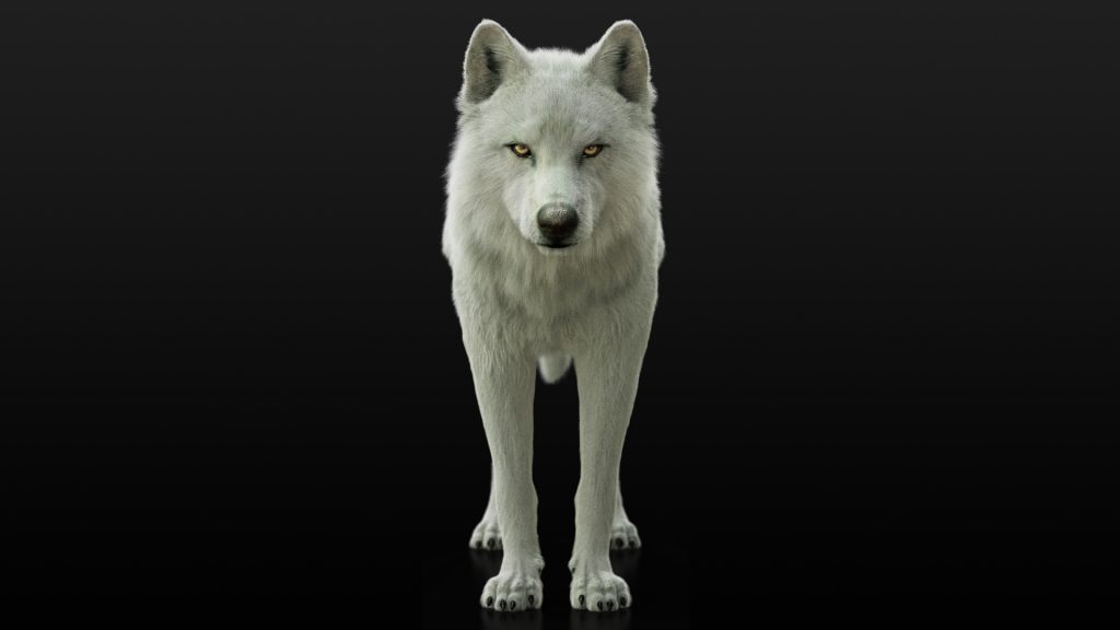 Arctic Wolf (RIGGED) (XGEN) 3D Models Online White wolf 3D models online