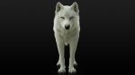 Arctic Wolf (RIGGED) (XGEN-igs) 3D Models Online | Massimo Righi