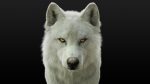 Arctic Wolf (RIGGED) (XGEN-igs) 3D Models Online | Massimo Righi