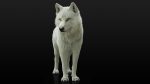 Arctic Wolf (RIGGED) (XGEN-igs) 3D Models Online | Massimo Righi