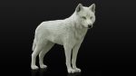 Arctic Wolf (RIGGED) (XGEN-igs) 3D Models Online | Massimo Righi