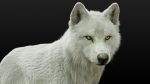 Arctic Wolf (RIGGED) (XGEN-igs) 3D Models Online | Massimo Righi