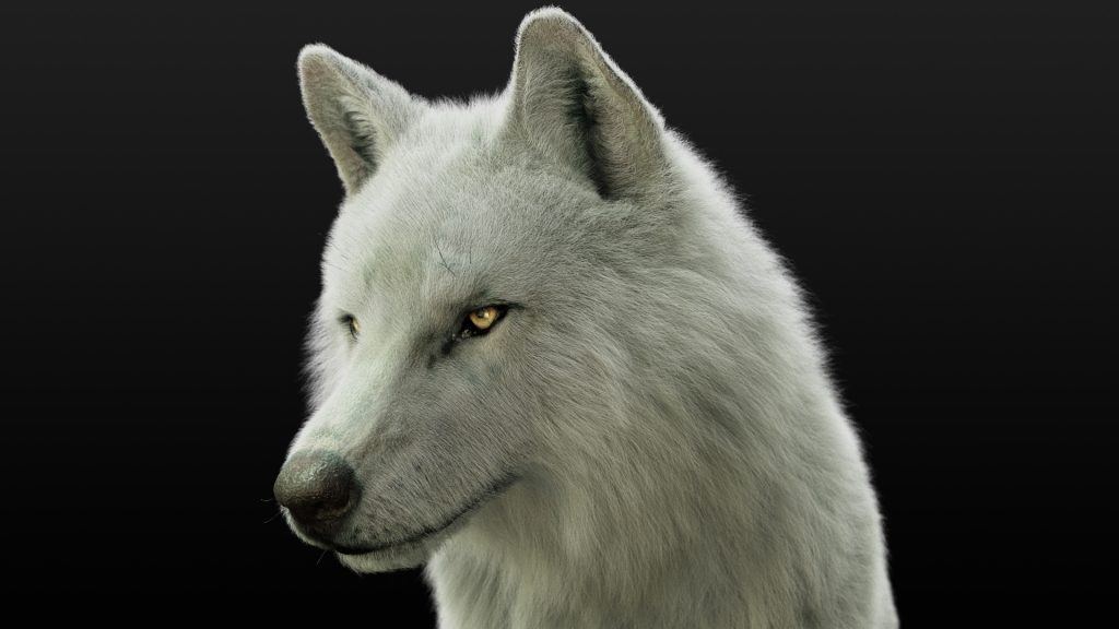 Arctic Wolf (RIGGED) (XGEN) 3D Models Online White wolf 3D models online