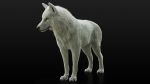Arctic Wolf (RIGGED) (XGEN-igs) 3D Models Online | Massimo Righi