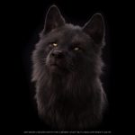 Black Wolf 3D Model Online | Buy Animal 3D Model Online