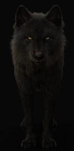 Black Wolf 3D Model Online | Buy Animal 3D Model Online