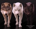 Buy Wolves Pack (RIGGED) (XGEN) 3D Models Online | Massimo Righi
