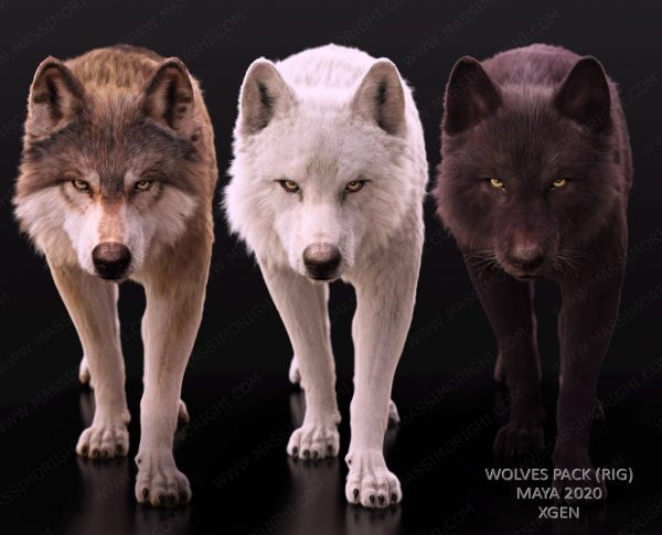 Buy Wolves Pack (RIGGED) (XGEN) 3D Models Online | Massimo Righi