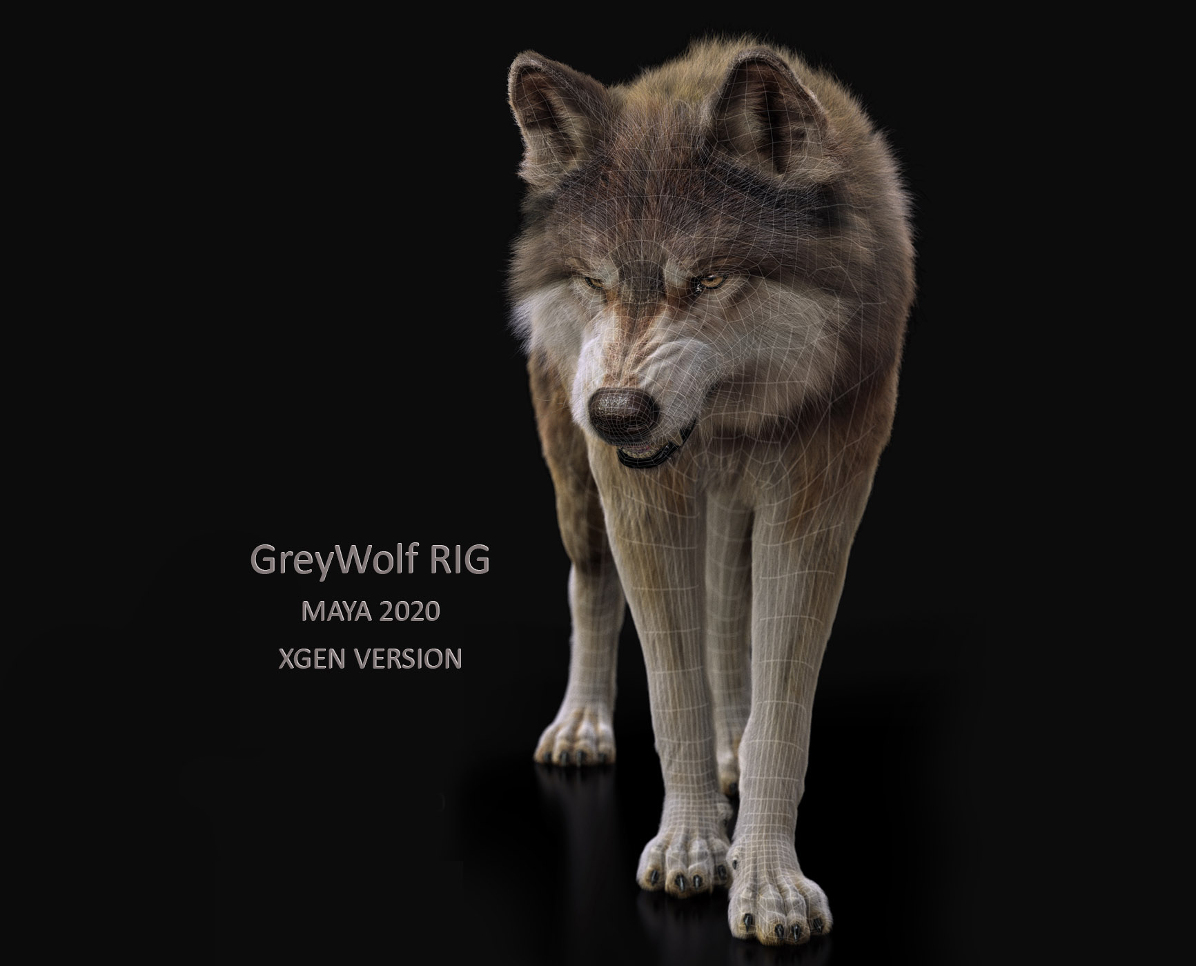 Wolf Rigged 3D Model Online