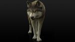 Wolf Rigged 3D Model Online