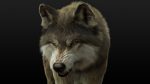 Wolf Rigged 3D Model Online