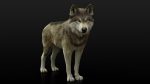Wolf Rigged 3D Model Online