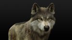 Wolf Rigged 3D Model Online