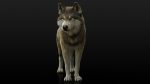 Wolf Rigged 3D Model Online