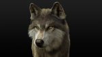 Wolf Rigged 3D Model Online