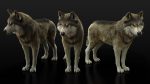 Wolf 3D Model Online